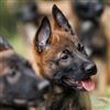 System Sicurezza dona alla polizia locale di Sassuolo un cane antidroga