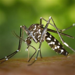 Malattie trasmesse da zanzare: i consigli per la prevenzione