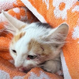 La polizia locale ed una cittadina intervengono in soccorso di un gatto investito