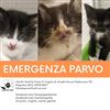 Il canile-gattile Punto&Virgola colpito dalla parvovirosi: raccolta fondi per le spese veterinarie